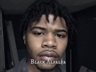 Black_Alfalfa