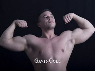 GavinColt